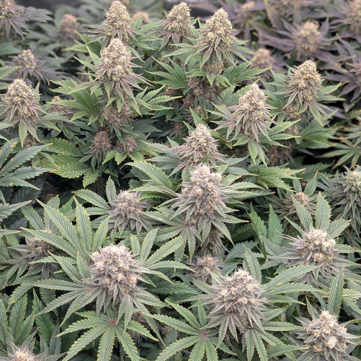 Fleurs de chanvre d'exception