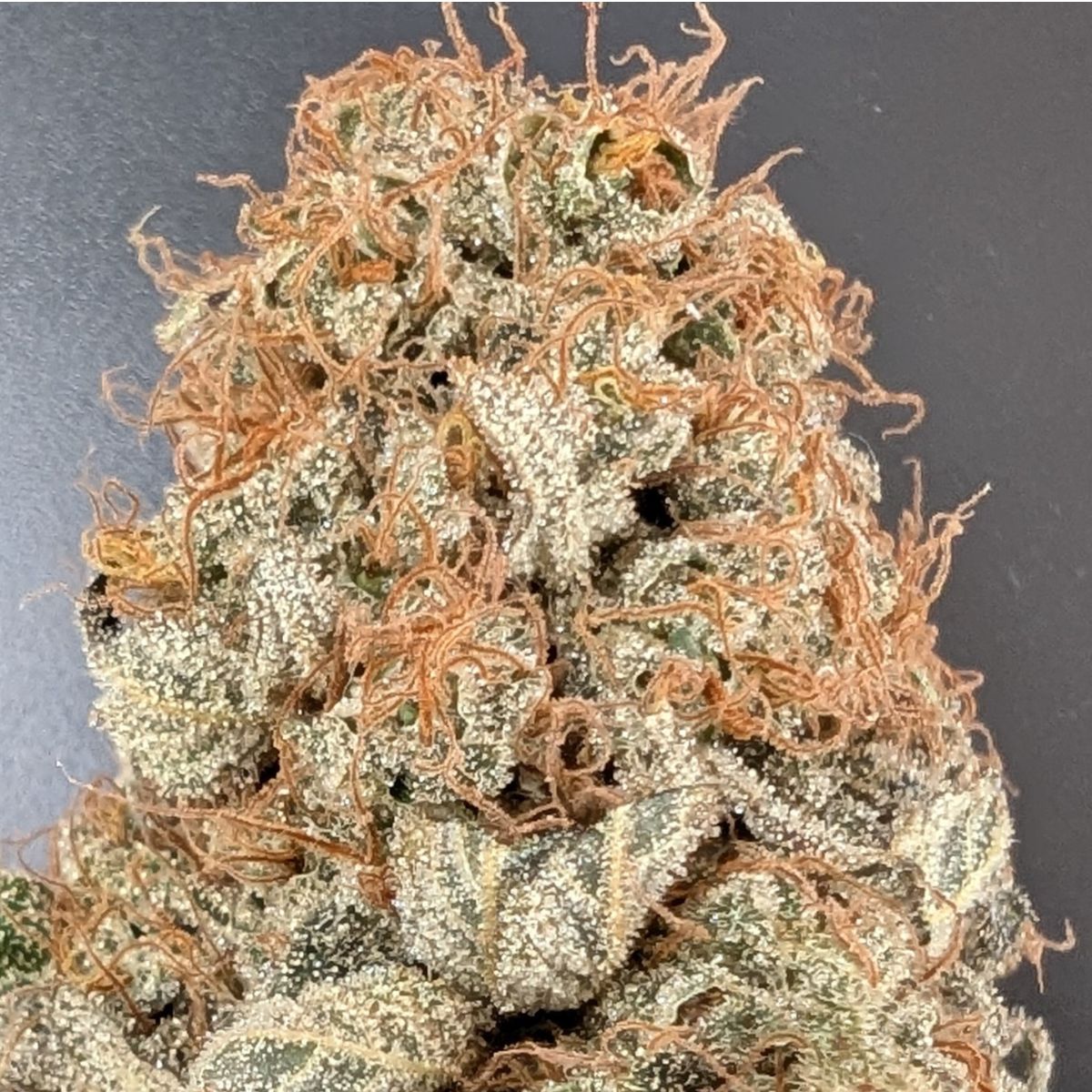 Angel Cake - Indoor La Réunion