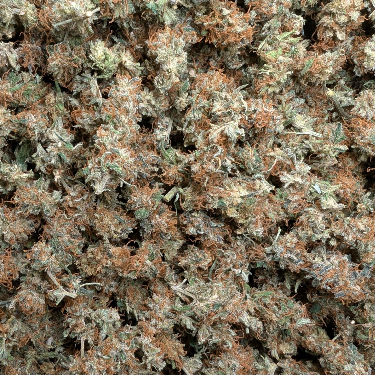 CBDV Péï - Small buds