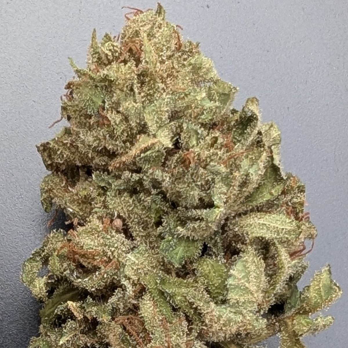 CBDV Péï - Extérieur sous abri